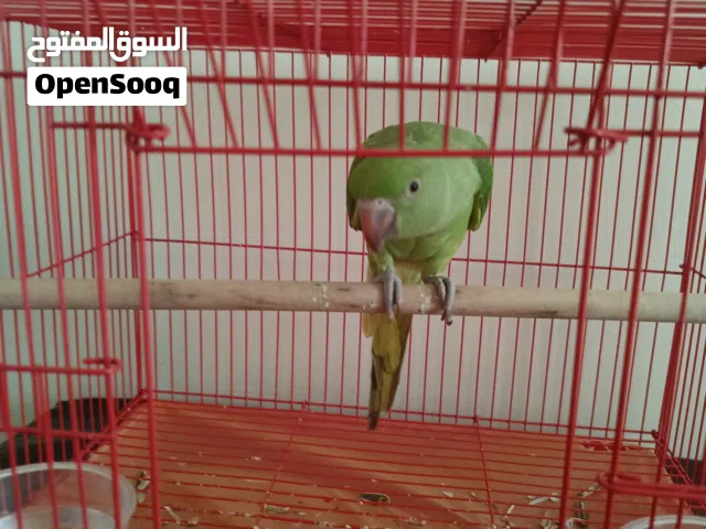 ببغاء الدره