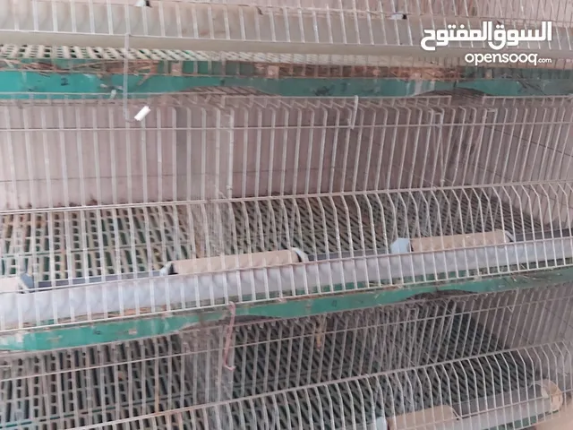 باتريه أرانب اسبانيه