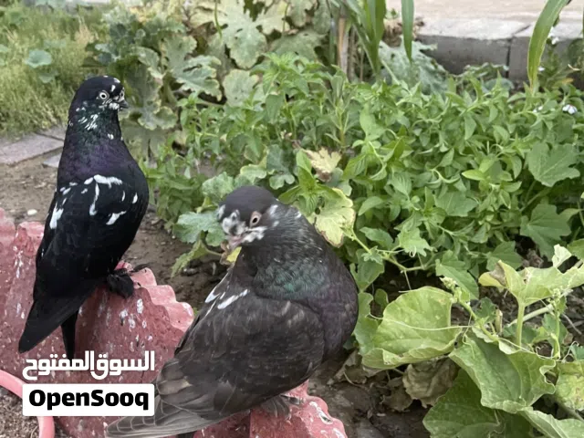 حمام زينه ً