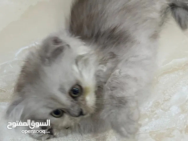 البيع قطه (Persian Cat)  عمر 4 الي 5 شهر يلعب