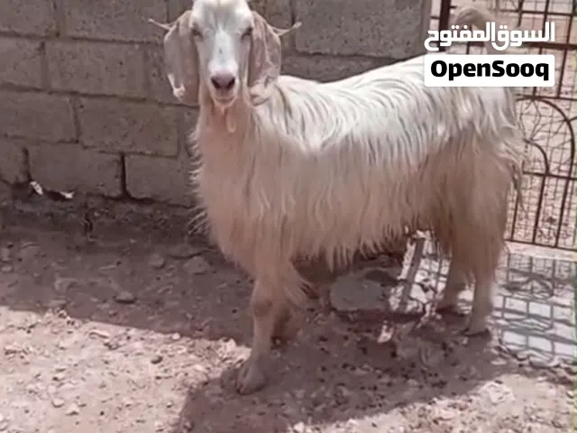 تيس رحبي مطعوم العمر سنتين