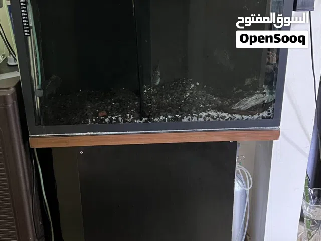 حوض سمك مع حبتين بلو تكساس