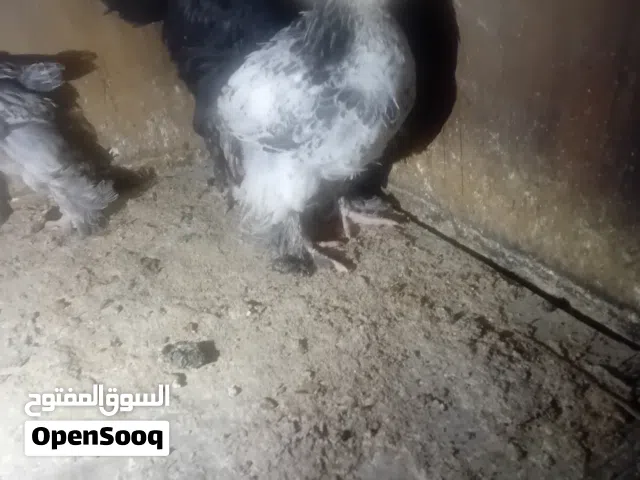 صوص براهما عمر شهرين