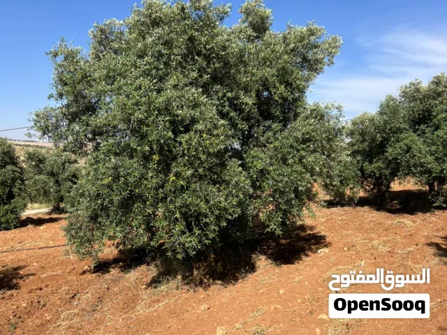 Farm Land for Sale in Jerash Dahl
