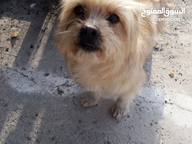 كلب زينه للبيع  وبي مجال