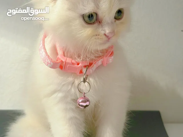 قطط شيرازي