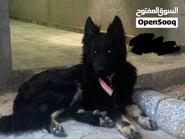 كلاب رويل بلاك