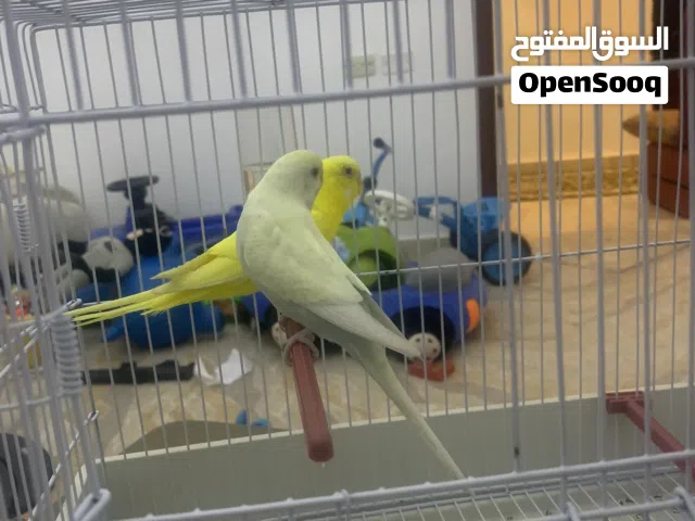 0941؟($؛34،$