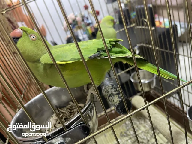 ببغاء الدرة انثى