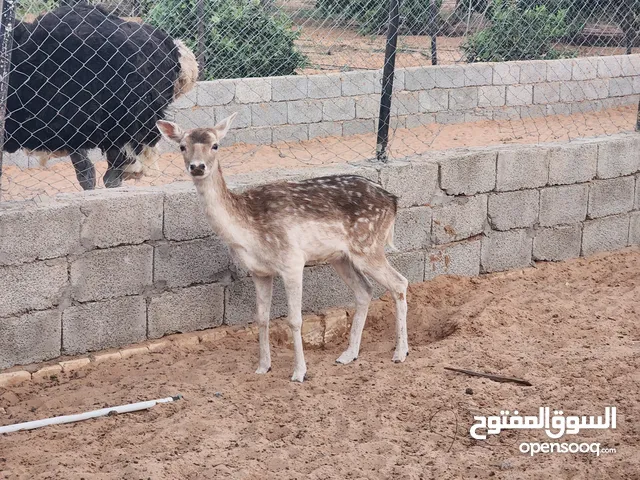 دكر ايل اوروبي فحل و مروض