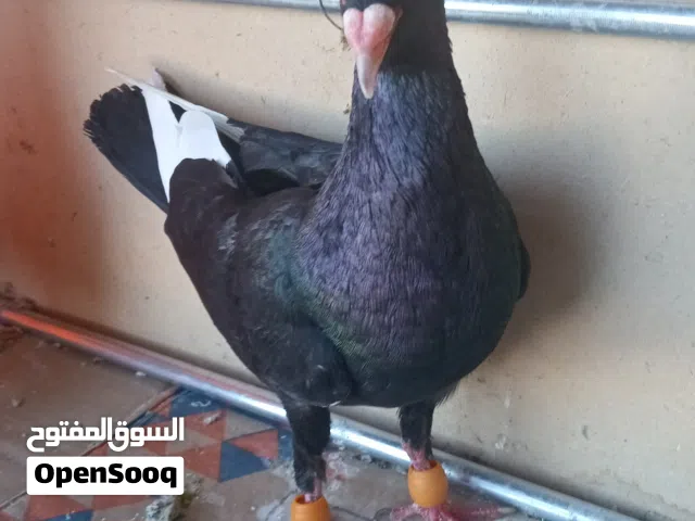 موجود طيرين للبيع