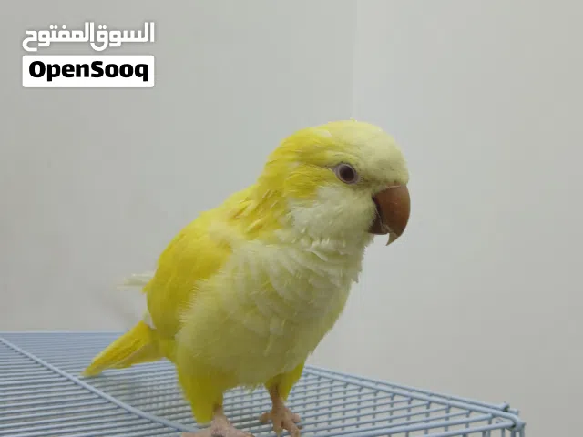 طائر كويكر للبيع بسعر 100 دينار.