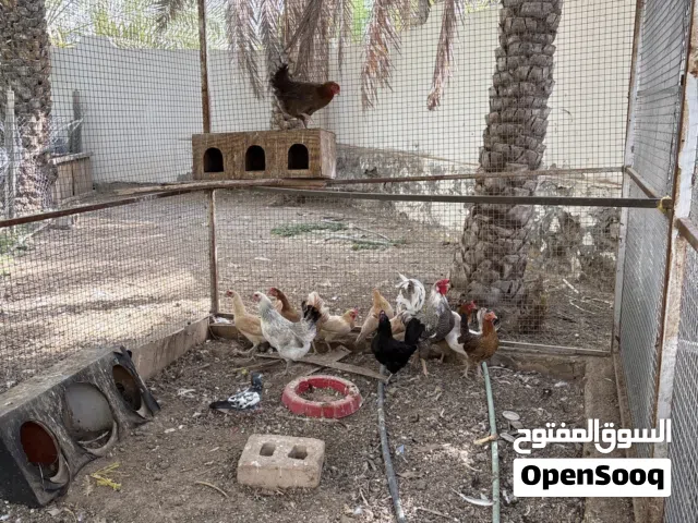 دجاج عمانيات و فرنسيات