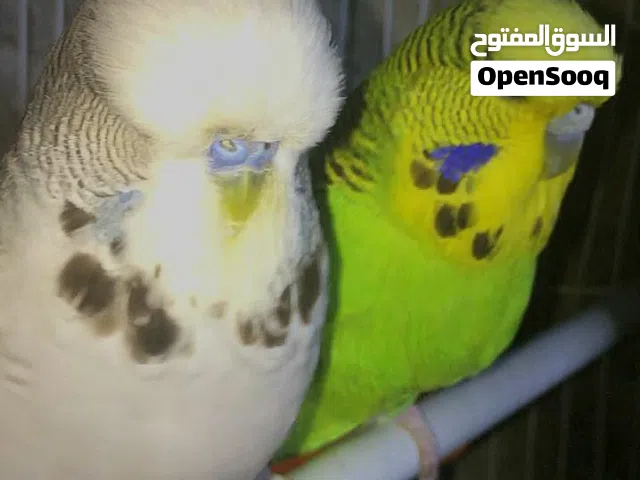 جوز انجلش نخب حجل اردني  اقرأ الوصف