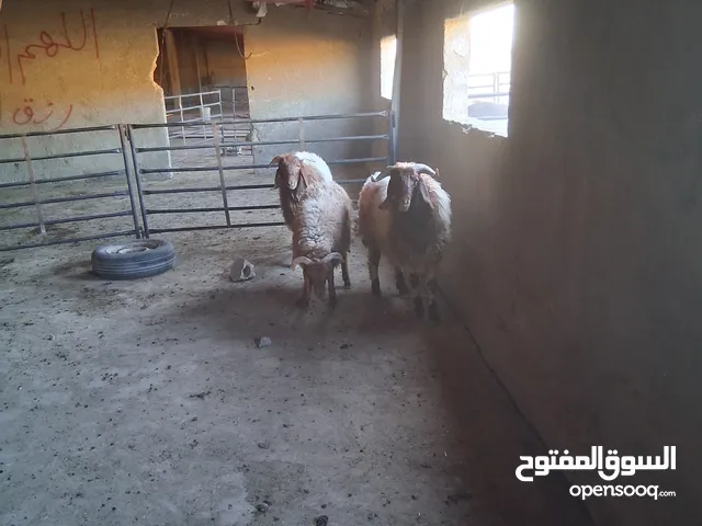 خرفان بلدي نذر او عقيقه للبيع وزن من 47 ل 50