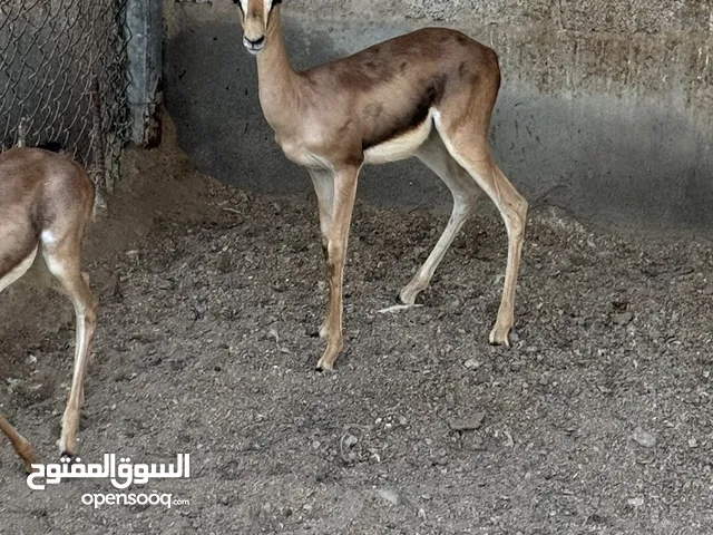 للبيع غزال ديماني عربي بالتصريح