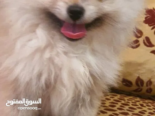 كلاب بومرنيان