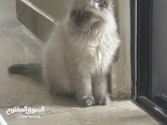 قطة همالايا للبيع
