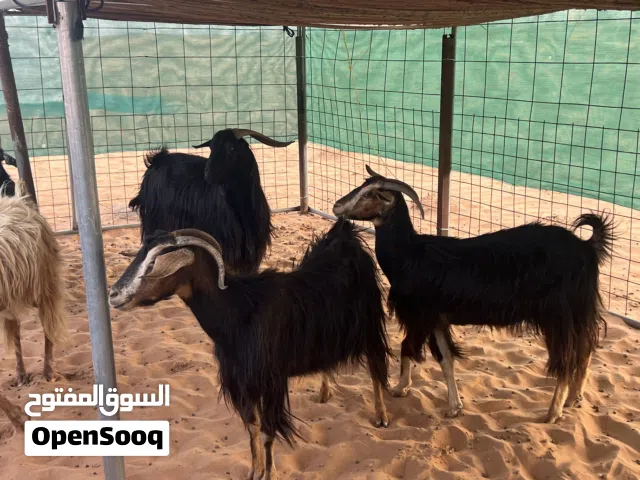 حلال رملي زرب كامل