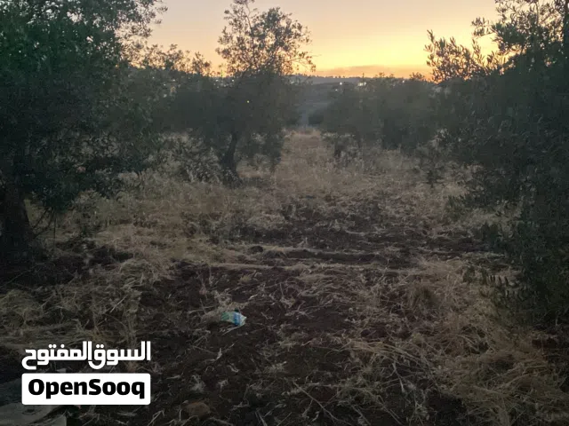 Residential Land for Sale in Salt Al Subeihi