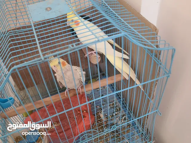 زوج ببغاء كوكتيل منتج مضمون الذكر لاتينو والأنثى ايزابيل ب19 الف فقط