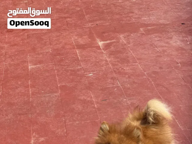 Spitz nain “loulou de pomeranie»