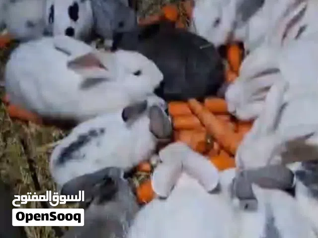 للبيع ارانب