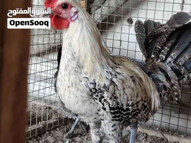 ديچ فيومي توه جاهز السعر دينارين ونص