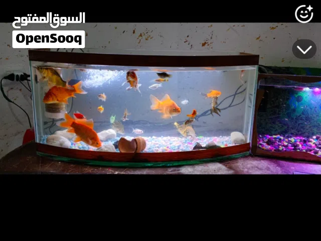 حوض سمك 90 سم عرض طول 40 مع كامل اغراضه بسعر مغري 25 دينار صويلح بجانب مخابز الايمان