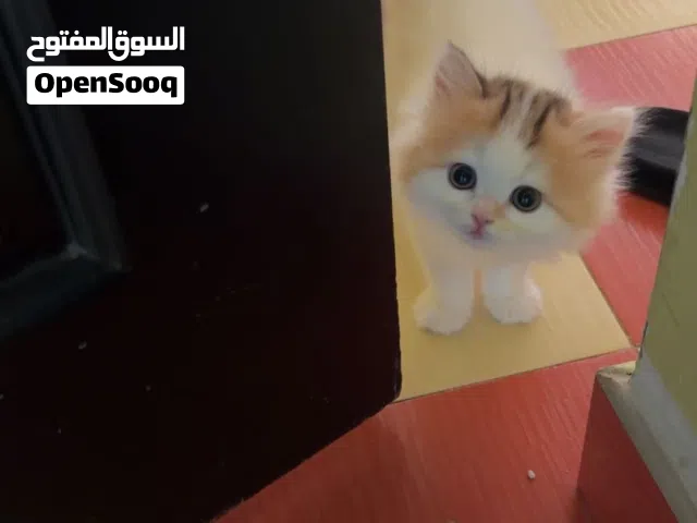 برتش شورت هير