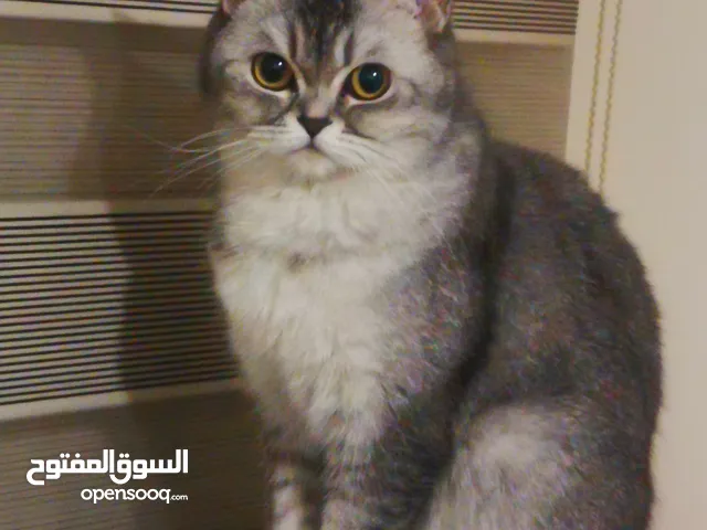 قطة سكوتش قولد.