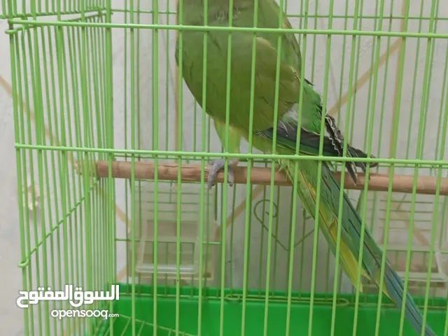 طير متو اليف جدا