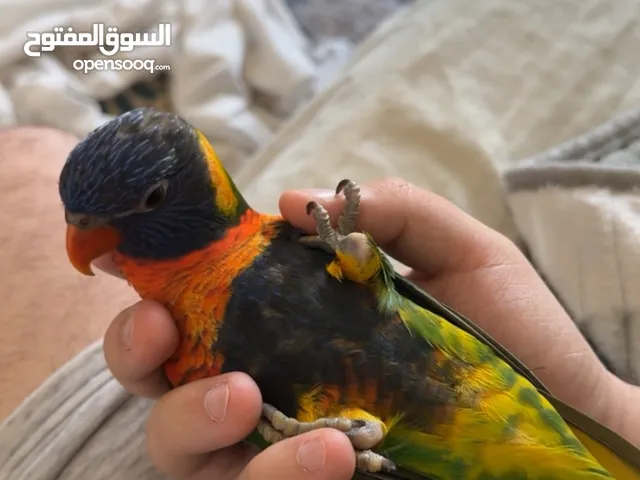 1200 ببغاء لوري اليف مع قفص صغير واكل