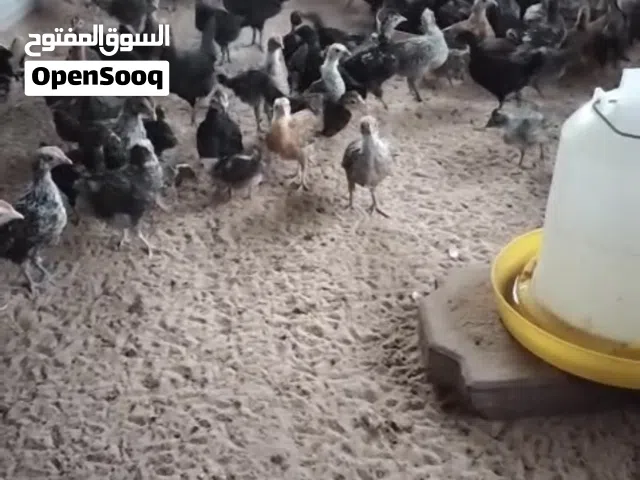 للبيع فروخ دجاج عربي فيه سيافي