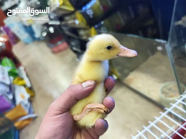 بط عمر اسبوع