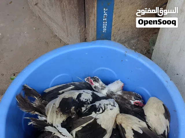 بط  بلدي وديوك بلدي تربية بيتي للذبح متوسط من 2ك إلى 3.5ك