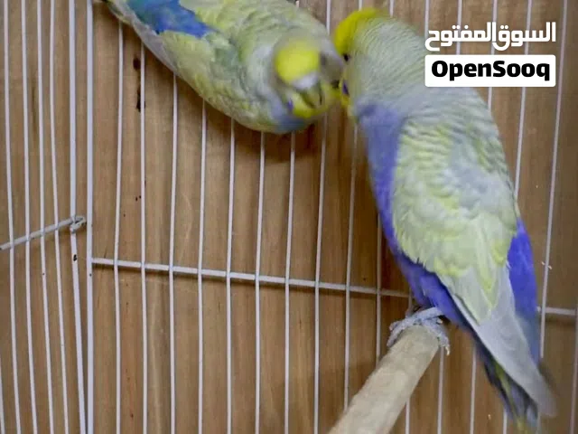 زوج ريمبو بزارات الفحل مال خانه صحه فول
