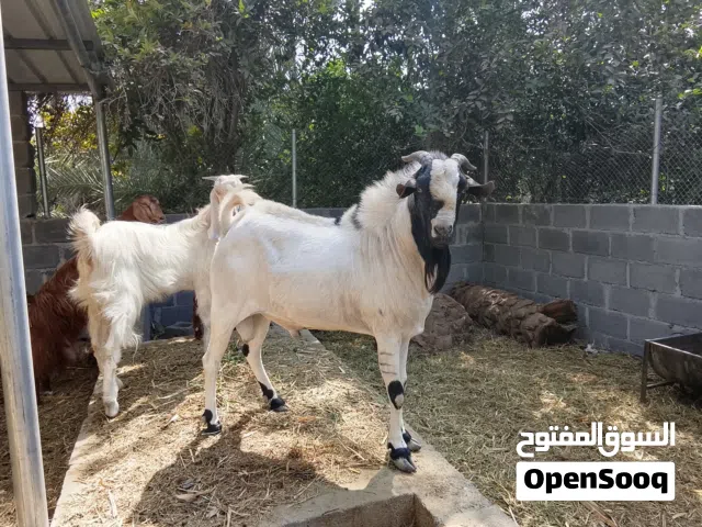 صومالي مطعوم سنه كامله