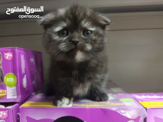 قط سكوتششش