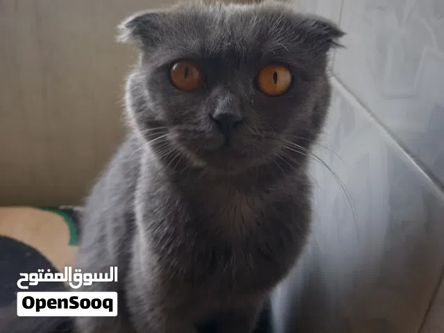 قطه سكوتش فولد