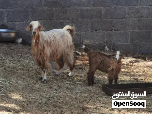 شاه عمانيه للبيع مع بنتها