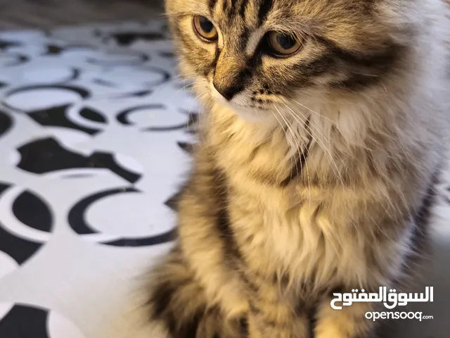 Percian Cat