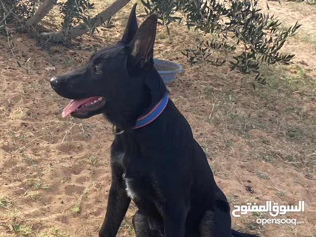 جروه مكسيكه حفيدة يوبي