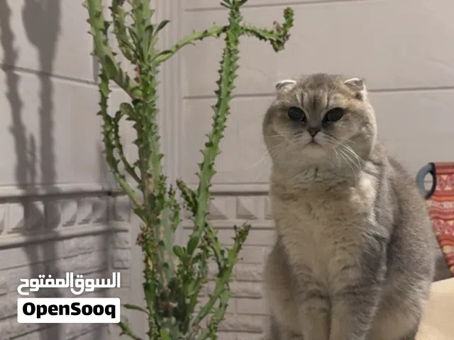Scottish Triple Fold Shorthair Female Cat