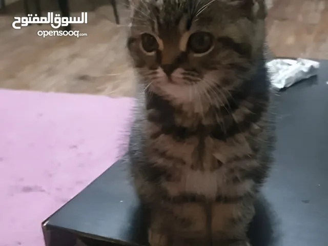 تواصل واتساب " قطط سكوتش ستريت وهملايا "