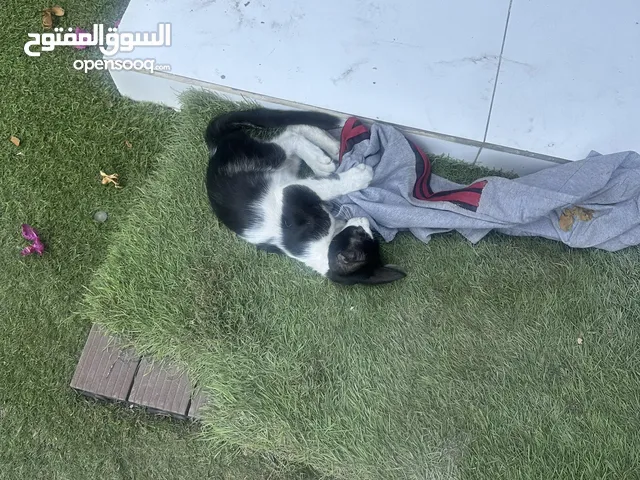 قط للتبني عمره 3 شهور