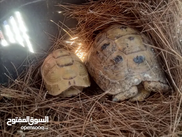سلاحف للبيع