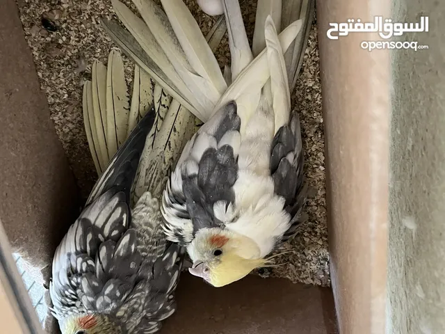 جوز كوكتيل شغال والذكر اليف جدا