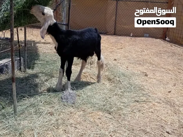 كبش نجدي بيور
