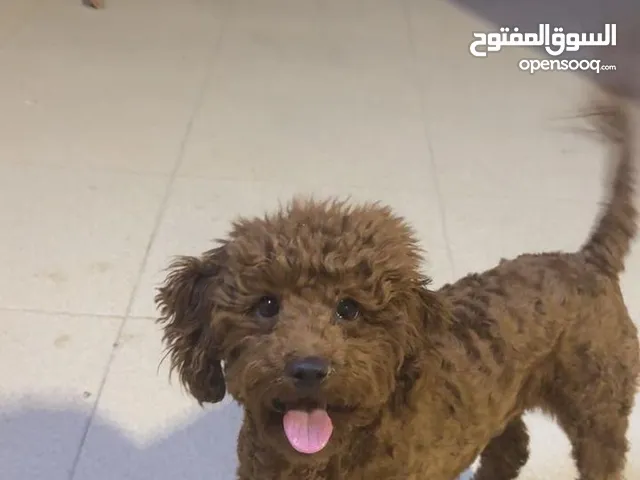 كلب لعوب بودل
